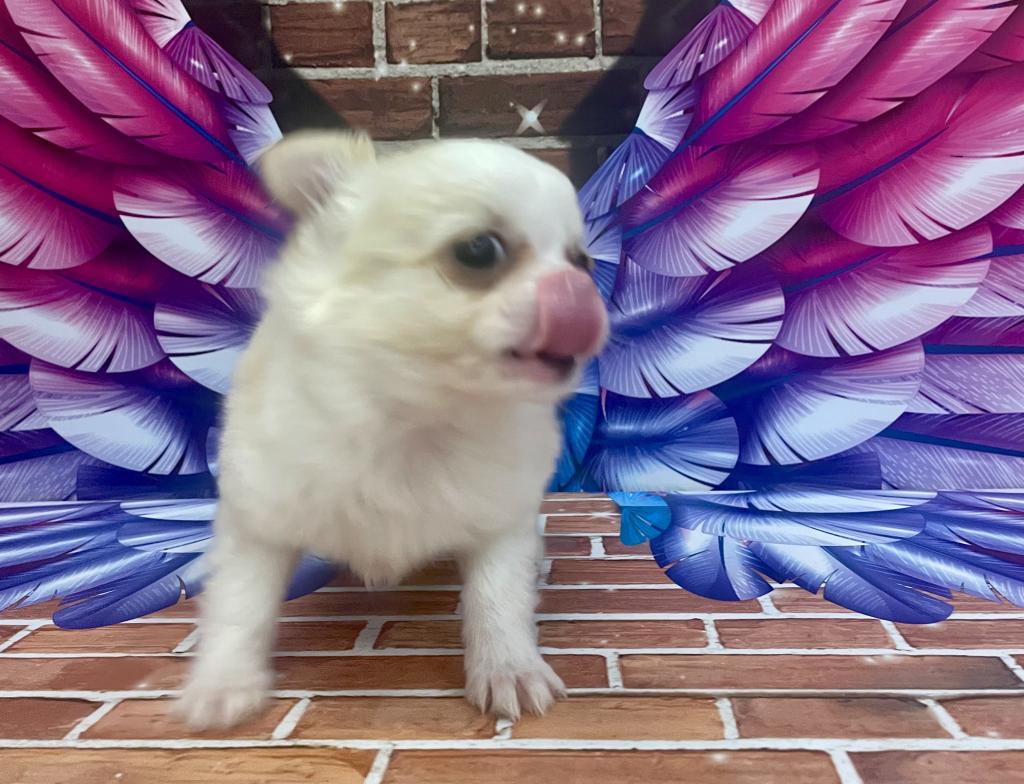 千葉県のチワワ(ロング) (ペッツワン富津店/2025年12月9日生まれ/女の子/クリームホワイト)の子犬の2枚目の画像