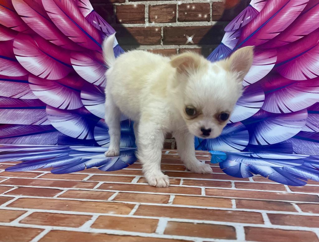 千葉県のチワワ(ロング) (ペッツワン富津店/2025年12月9日生まれ/女の子/クリームホワイト)の子犬の3枚目の画像