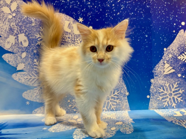 栃木県のサイベリアン (ペッツワン小山店/2025年12月13日生まれ/男の子/クリームタビーホワイト)の子猫の1枚目の画像