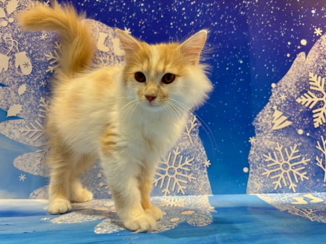 栃木県のサイベリアン (ペッツワン小山店/2025年12月13日生まれ/男の子/クリームタビーホワイト)の子猫の2枚目の画像