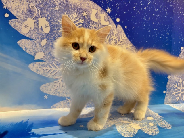 栃木県のサイベリアン (ペッツワン小山店/2025年12月13日生まれ/男の子/クリームタビーホワイト)の子猫の3枚目の画像