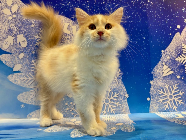 栃木県のサイベリアン (ペッツワン小山店/2025年12月13日生まれ/男の子/クリームタビーホワイト)の子猫の4枚目の画像