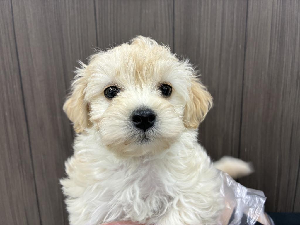 北海道のハーフ犬・ミックス犬 (ジャパンペッツトレーディング音更店/2026年2月28日生まれ/男の子/その他色)の子犬