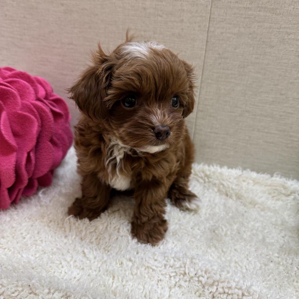 茨城県のマルプー(マルチーズ×プードル) (ペットアミ鹿嶋店/2026年1月8日生まれ/女の子/その他色)の子犬の2枚目の画像