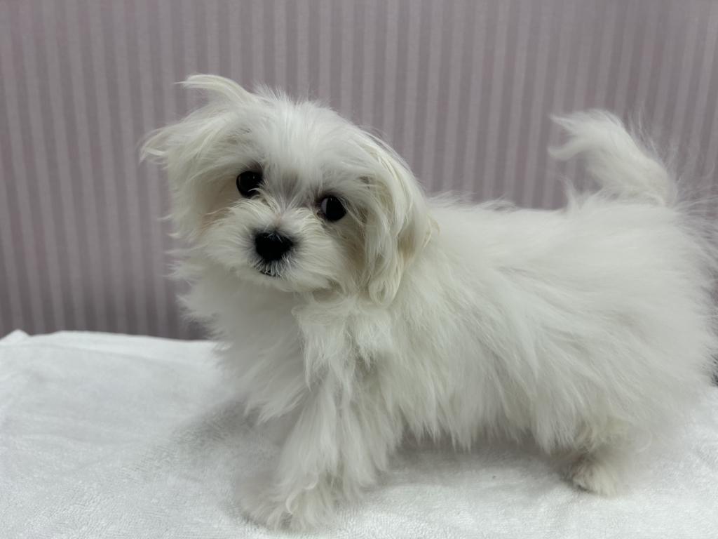 埼玉県のマルチーズ (OneBuddy南越谷店/2025年12月6日生まれ/男の子/ホワイト)の子犬