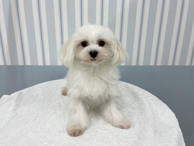 茨城県のマルチーズ (犬の牧場/2025年12月6日生まれ/男の子/ホワイト)の子犬の1枚目の画像