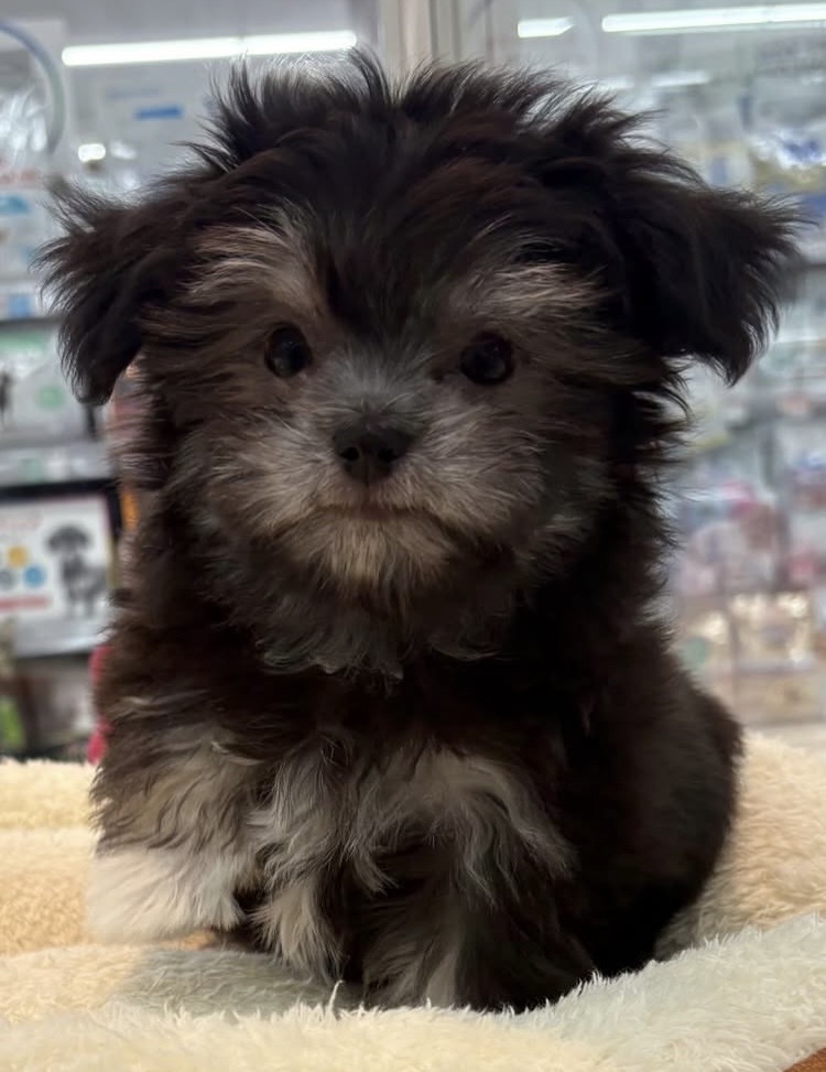 北海道のチワマル/マルチワ(チワワ×マルチーズ) (ジャパンペッツトレーディング苫小牧中央店/2025年12月25日生まれ/女の子/ブラックタン)の子犬の2枚目の画像