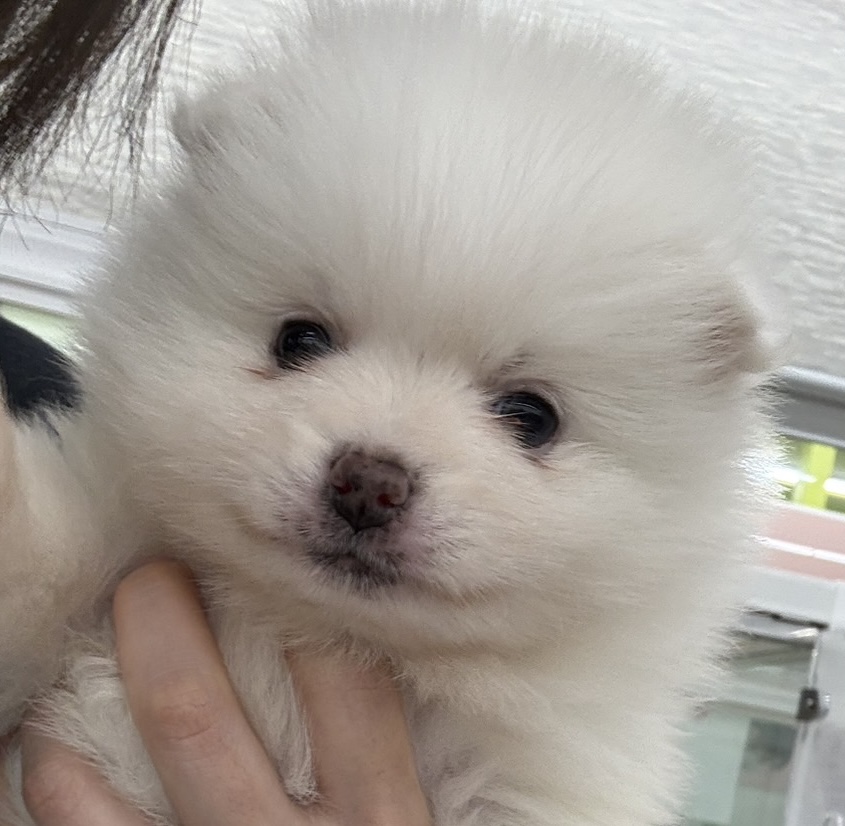 北海道のポメラニアン (ジャパンペッツトレーディング苫小牧中央店/2025年11月29日生まれ/女の子/ホワイト)の子犬