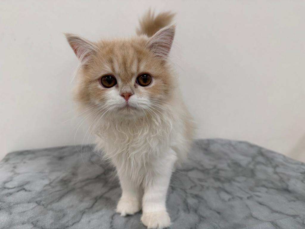 2025年12月27日生まれのミヌエット