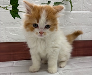 茨城県のマンチカン (ペットアミ石岡店/2025年12月7日生まれ/男の子/レッドホワイト)の子猫