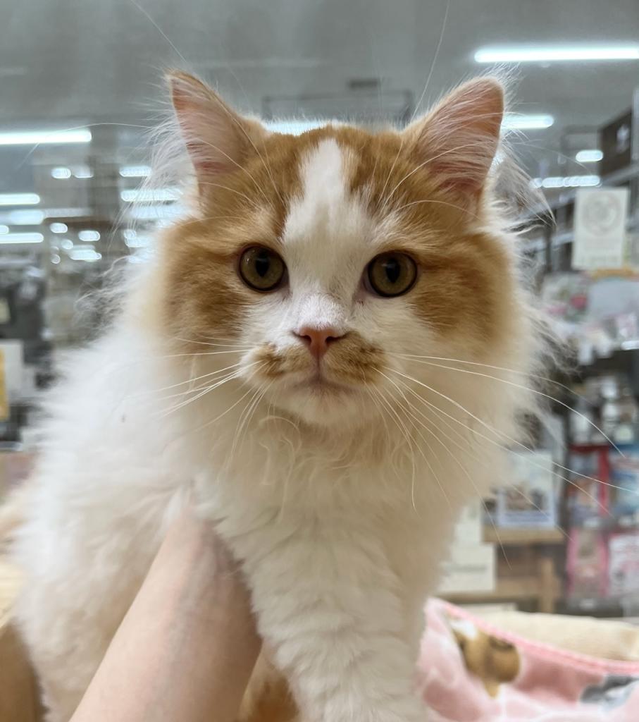 茨城県のマンチカン (OneBuddyトモニーつくば店/2025年12月7日生まれ/男の子/レッドホワイト)の子猫の1枚目の画像