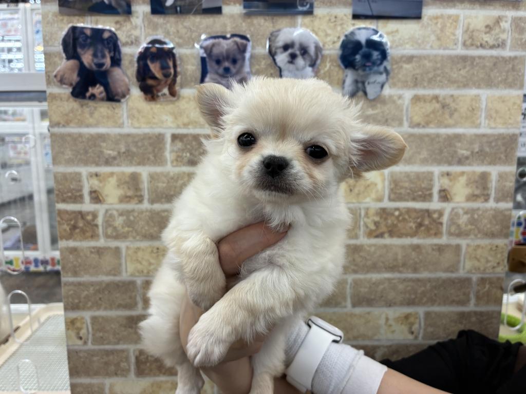 北海道のチワワ(ロング) (ジャパンペッツトレーディング帯広店/2025年12月27日生まれ/男の子/クリーム)の子犬