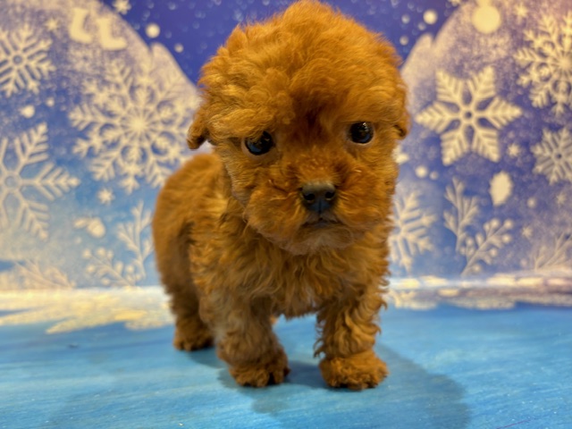 栃木県のトイプードル(トイ) (ペッツワン小山店/2025年12月21日生まれ/男の子/レッド)の子犬の2枚目の画像