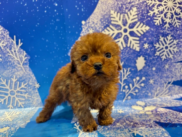 栃木県のトイプードル(トイ) (ペッツワン小山店/2025年12月21日生まれ/男の子/レッド)の子犬の3枚目の画像