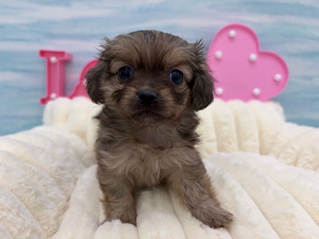 茨城県のハーフ犬・ミックス犬 (OneBuddy水戸南店/2025年12月7日生まれ/女の子/フォーン)の子犬