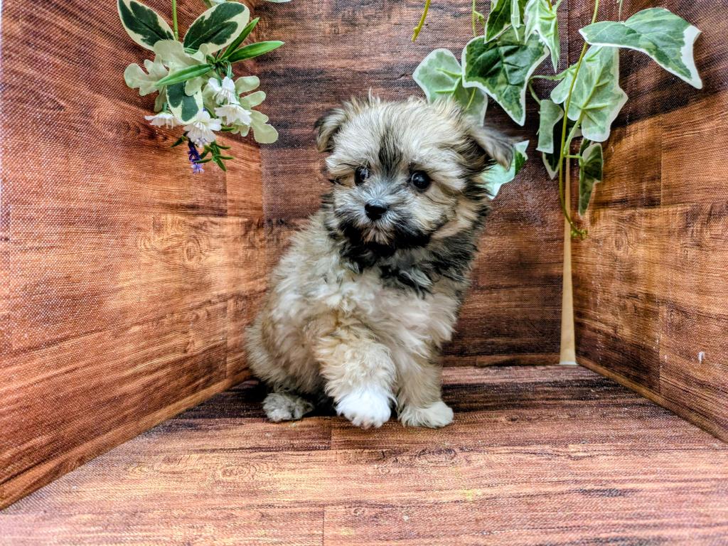 千葉県のポメマル/マルポメ(ポメラニアン×マルチーズ) (ペッツワン市原店/2025年12月12日生まれ/女の子/その他色)の子犬