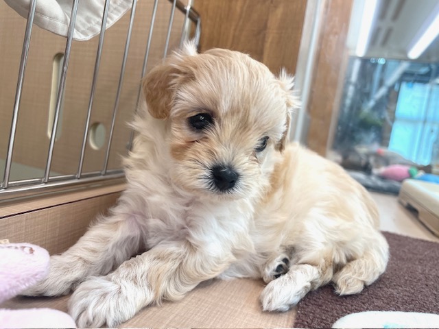 千葉県のハーフ犬・ミックス犬 (ペッツワン木更津金田店/2026年3月14日生まれ/女の子/アプリコット)の子犬の1枚目の画像