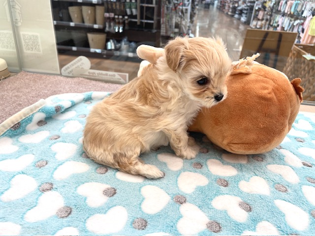 千葉県のハーフ犬・ミックス犬 (ペッツワン木更津金田店/2026年3月14日生まれ/女の子/アプリコット)の子犬の2枚目の画像