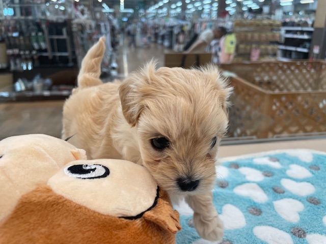 千葉県のハーフ犬・ミックス犬 (ペッツワン木更津金田店/2026年3月14日生まれ/女の子/アプリコット)の子犬の3枚目の画像