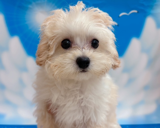 千葉県のハーフ犬・ミックス犬 (ペッツワン木更津金田店/2026年3月14日生まれ/女の子/アプリコット)の子犬の1枚目の画像