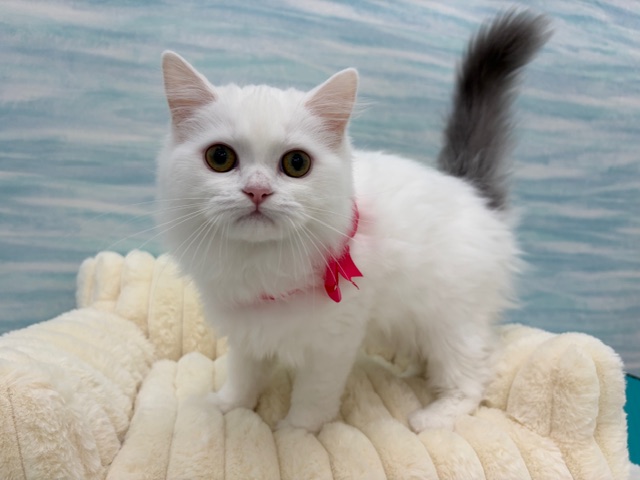 茨城県のラガマフィン (OneBuddy水戸南店/2025年12月8日生まれ/女の子/ブルーホワイトバン)の子猫の3枚目の画像