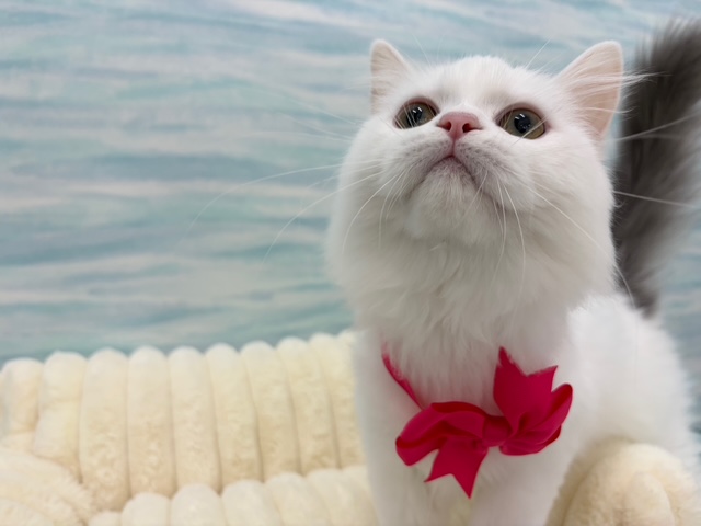 茨城県のラガマフィン (OneBuddy水戸南店/2025年12月8日生まれ/女の子/ブルーホワイトバン)の子猫の4枚目の画像