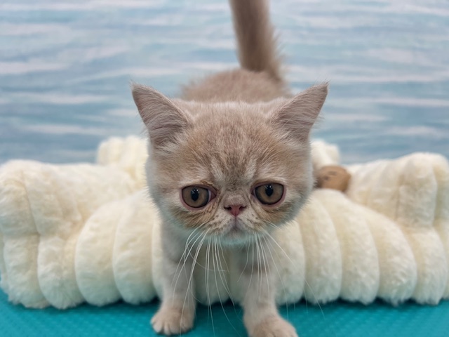 2025年12月20日生まれのエキゾチック