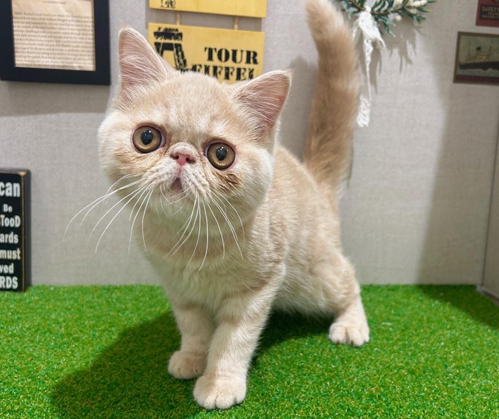 茨城県のエキゾチック (ペッツワン水戸店/2025年12月20日生まれ/男の子/クリームタビー)の子猫の2枚目の画像