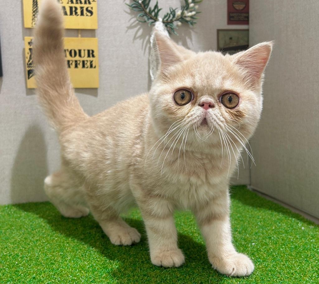 茨城県のエキゾチック (ペッツワン水戸店/2025年12月20日生まれ/男の子/クリームタビー)の子猫の3枚目の画像