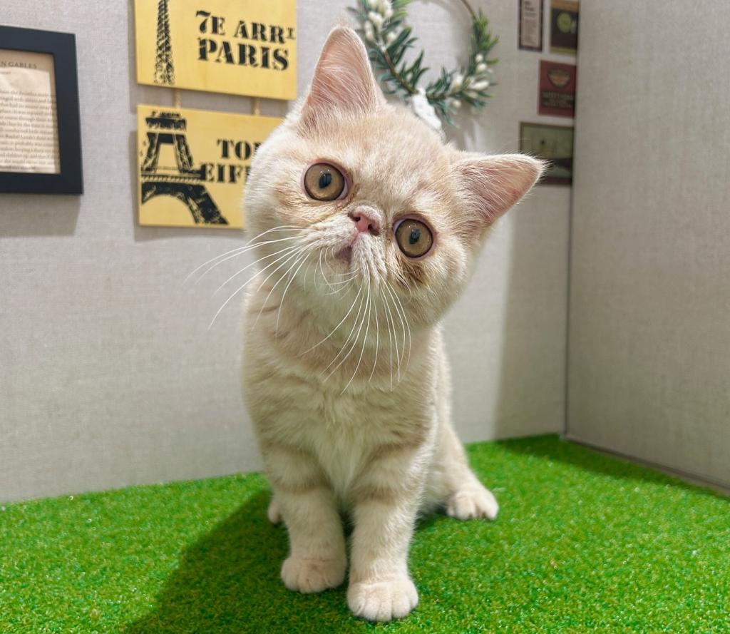 茨城県のエキゾチック (ペッツワン水戸店/2025年12月20日生まれ/男の子/クリームタビー)の子猫の4枚目の画像