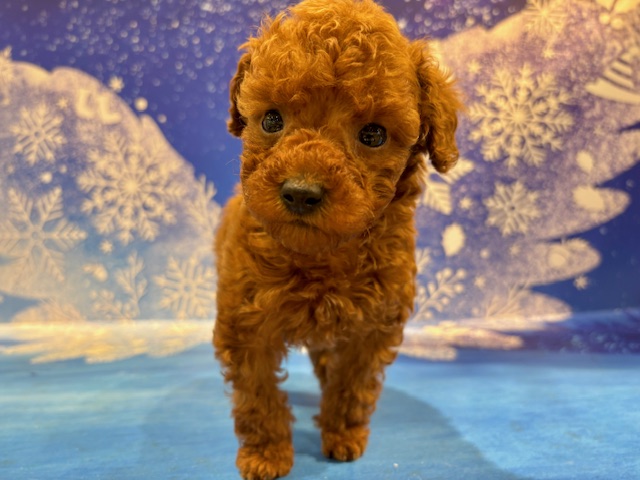 栃木県のトイプードル(トイ) (ペッツワン小山店/2025年12月21日生まれ/男の子/レッド)の子犬の3枚目の画像