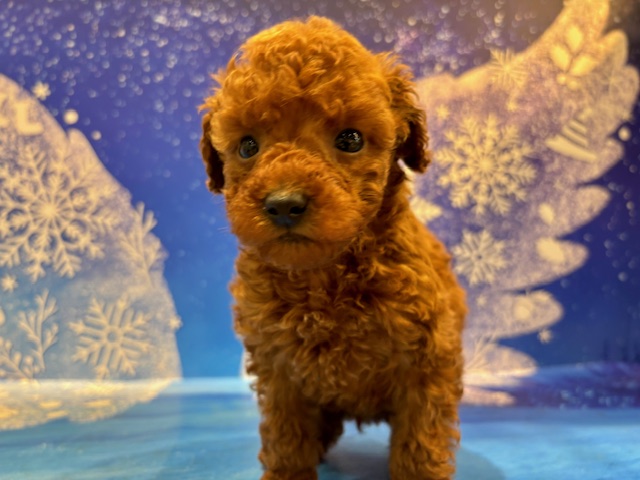 栃木県のトイプードル(トイ) (ペッツワン小山店/2025年12月21日生まれ/男の子/レッド)の子犬の4枚目の画像