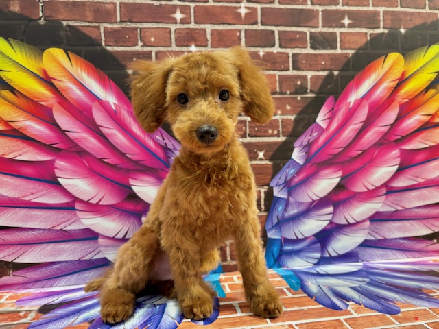 栃木県のトイプードル(トイ) (ペッツワン小山店/2025年12月21日生まれ/男の子/レッド)の子犬の2枚目の画像