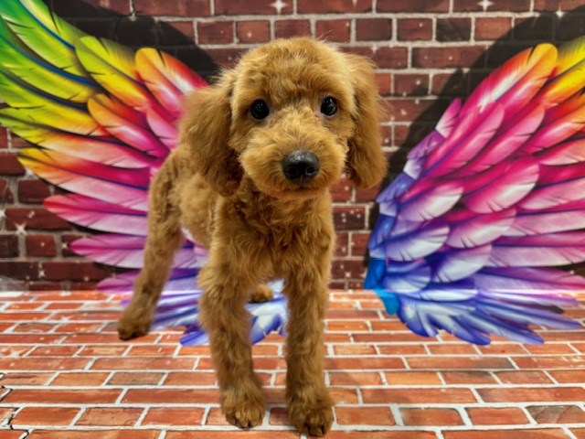 栃木県のトイプードル(トイ) (ペッツワン小山店/2025年12月21日生まれ/男の子/レッド)の子犬の3枚目の画像