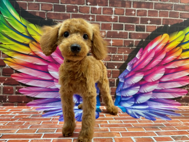 栃木県のトイプードル(トイ) (ペッツワン小山店/2025年12月21日生まれ/男の子/レッド)の子犬の4枚目の画像