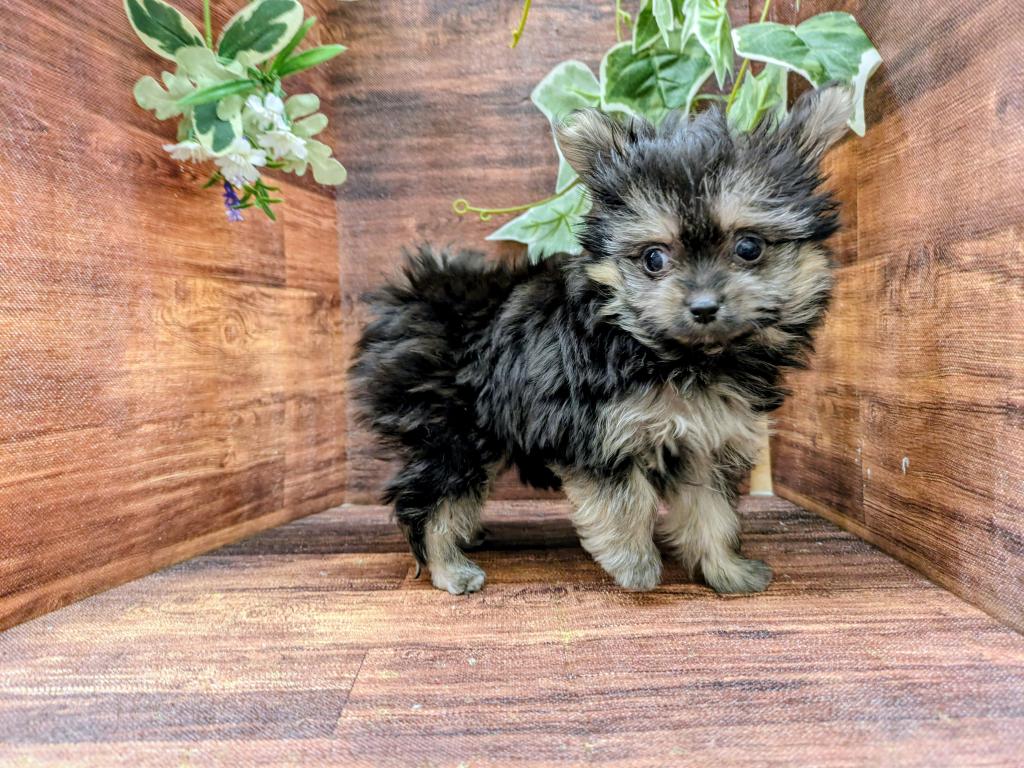 千葉県のポメマル/マルポメ(ポメラニアン×マルチーズ) (ペッツワン市原店/2025年12月13日生まれ/女の子/その他色)の子犬