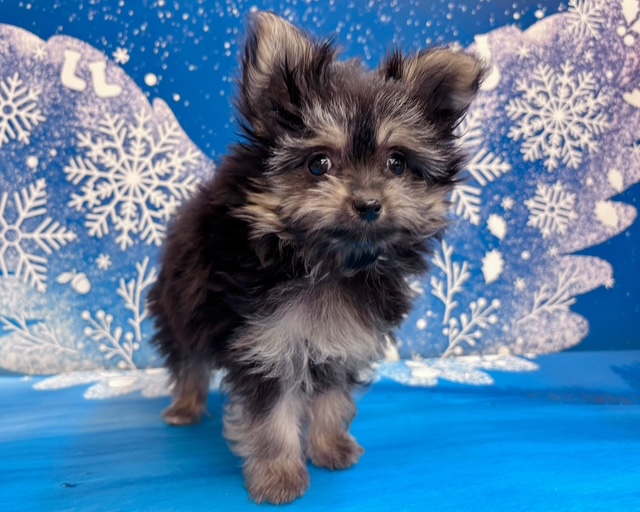 千葉県のポメマル/マルポメ(ポメラニアン×マルチーズ) (ペッツワン木更津金田店/2025年12月13日生まれ/女の子/その他色)の子犬の1枚目の画像