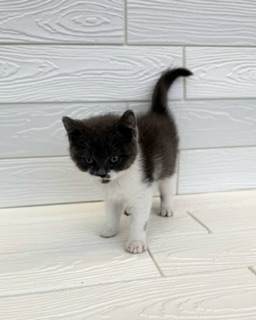 埼玉県のブリティッシュショートヘアー (ペットプラザ草加松原店/2025年12月20日生まれ/男の子/ブルーホワイト)の子猫の1枚目の画像