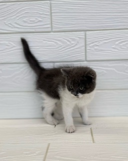 埼玉県のブリティッシュショートヘアー (ペットプラザ草加松原店/2025年12月20日生まれ/男の子/ブルーホワイト)の子猫の2枚目の画像