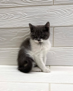 埼玉県のブリティッシュショートヘアー (ペットプラザ草加松原店/2025年12月20日生まれ/男の子/ブルーホワイト)の子猫の3枚目の画像