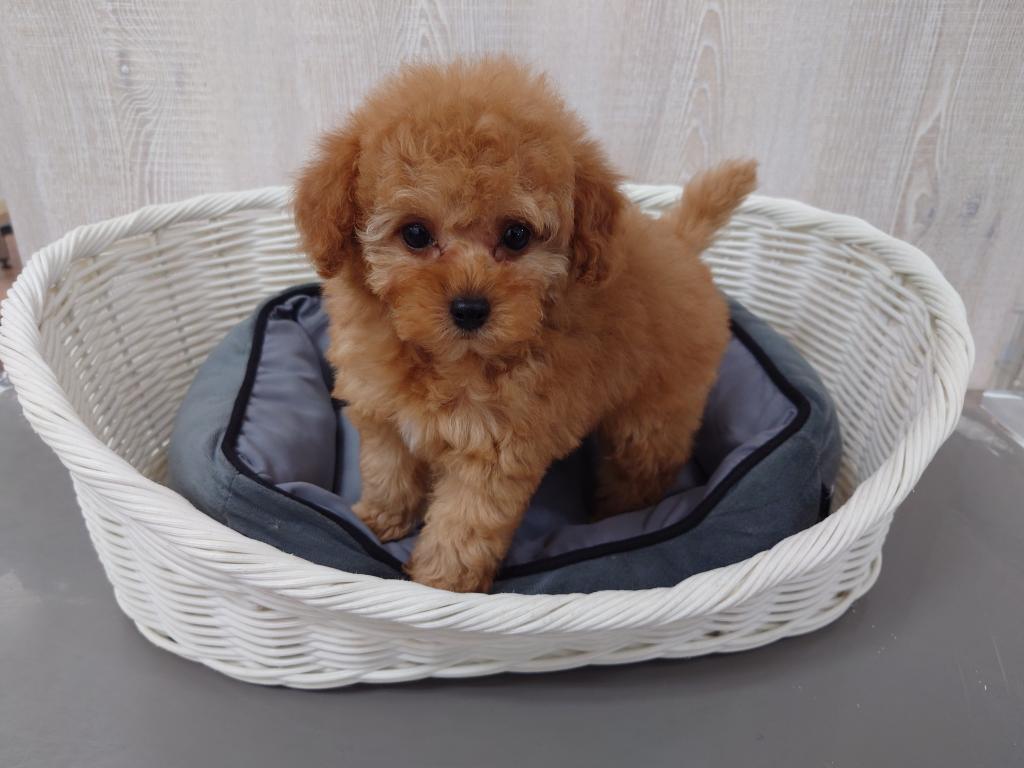 栃木県のトイプードル(トイ) (OneBuddy宇都宮店/2025年11月27日生まれ/女の子/アプリコット)の子犬の1枚目の画像