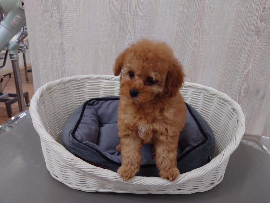 栃木県のトイプードル(トイ) (OneBuddy宇都宮店/2025年11月27日生まれ/女の子/アプリコット)の子犬の2枚目の画像