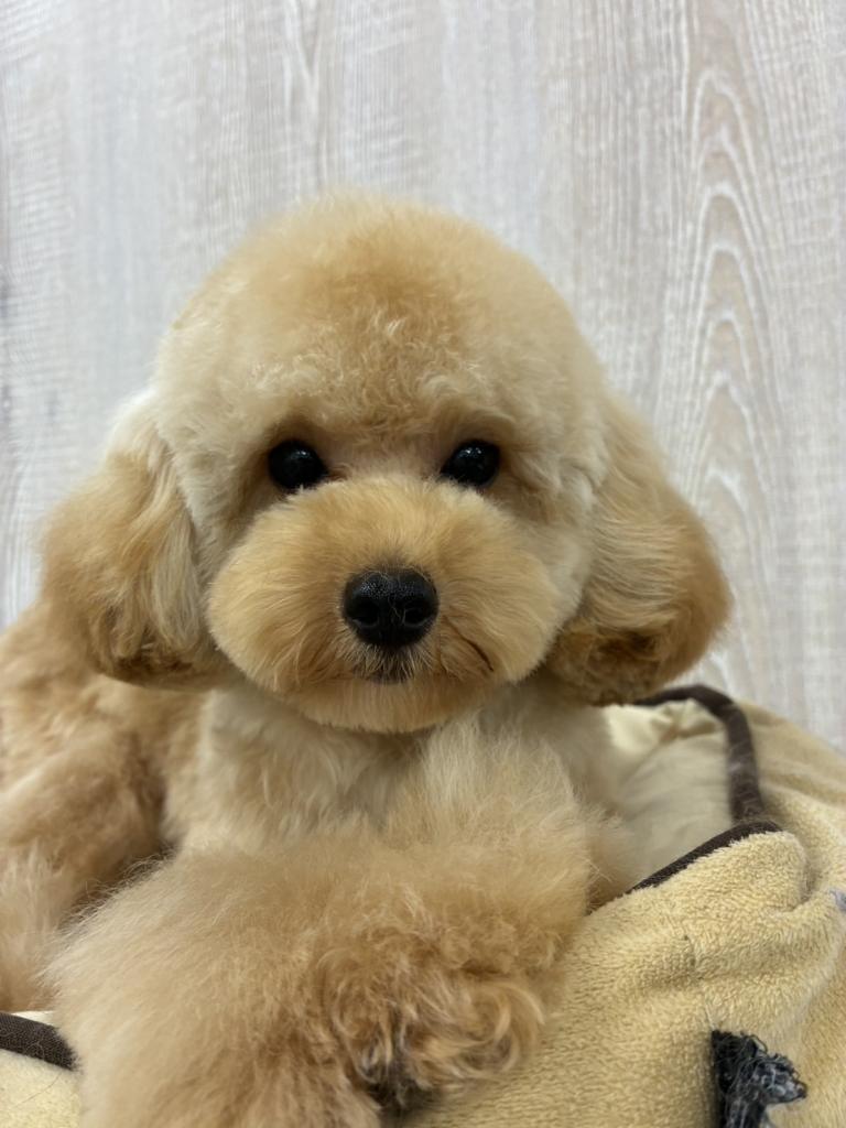 栃木県のトイプードル(トイ) (OneBuddy宇都宮店/2025年11月27日生まれ/女の子/アプリコット)の子犬の1枚目の画像