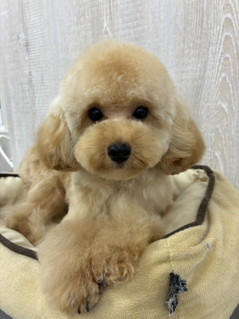 栃木県のトイプードル(トイ) (OneBuddy宇都宮店/2025年11月27日生まれ/女の子/アプリコット)の子犬の2枚目の画像