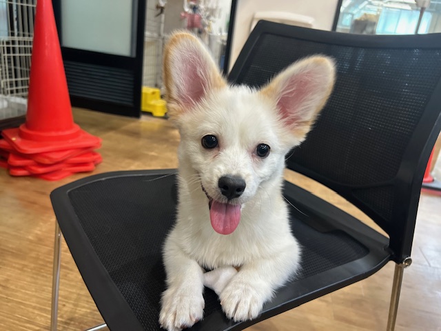千葉県のハーフ犬・ミックス犬 (ペッツワン木更津金田店/2025年12月5日生まれ/男の子/レッドホワイト)の子犬の4枚目の画像