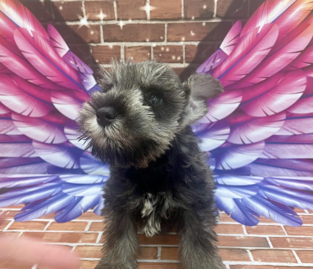 千葉県のミニチュアシュナウザー (ペッツワン富津店/2025年12月13日生まれ/男の子/ソルトペッパー)の子犬の2枚目の画像