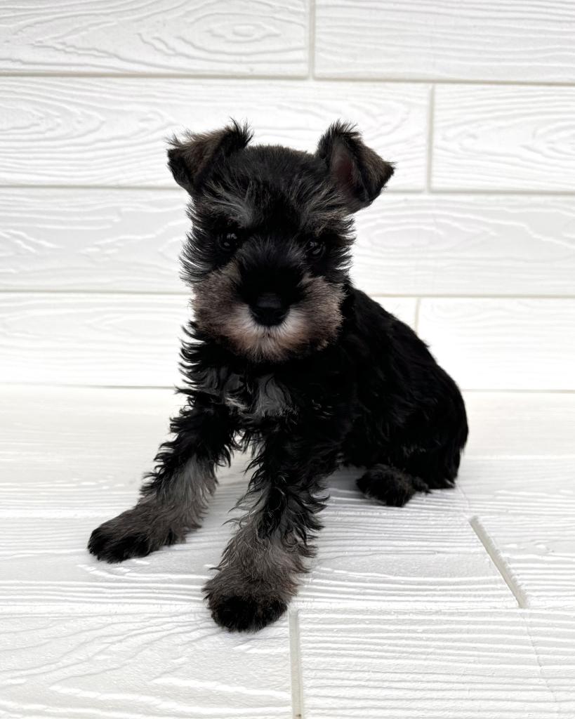 埼玉県のミニチュアシュナウザー (ペットプラザ草加松原店/2025年12月13日生まれ/女の子/ソルトペッパー)の子犬