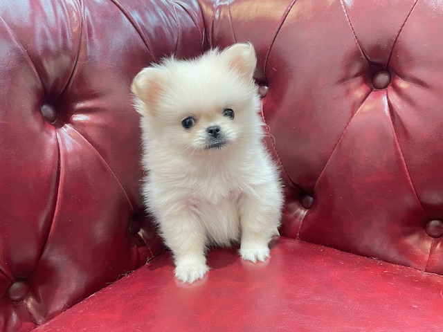 茨城県のペキポメ/ポメペキ(ペキニーズ×ポメラニアン) (OneBuddy佐原東店/2025年12月19日生まれ/女の子/ホワイト)の子犬