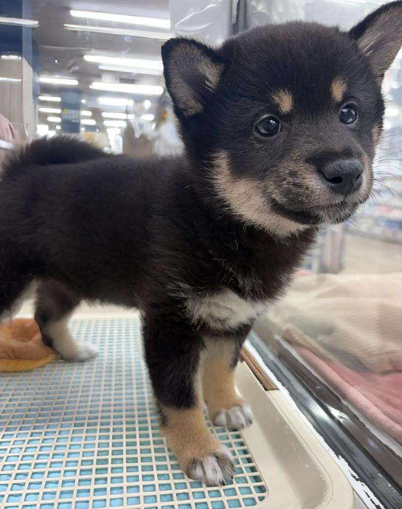 北海道の豆柴 (ジャパンペッツトレーディング屯田店/2025年12月25日生まれ/女の子/黒)の子犬の3枚目の画像