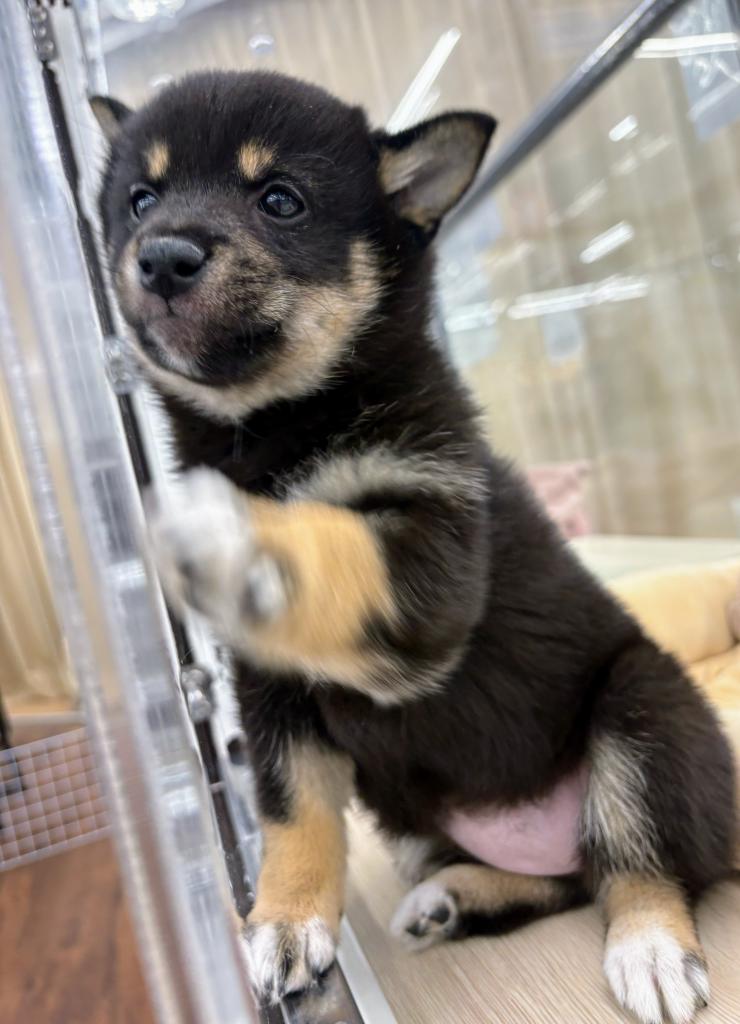 北海道の豆柴 (ジャパンペッツトレーディング屯田店/2025年12月25日生まれ/女の子/黒)の子犬の4枚目の画像